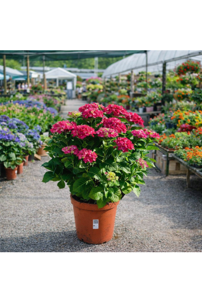 Hydrangea Rembrandt Rosso Glory в контейнері